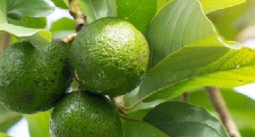 INFUSION DE FEUILLES D'AVOCAT – Image 2