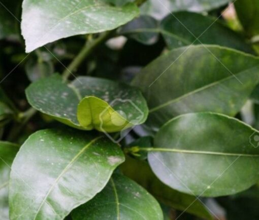 INFUSION DE FEUILLES DE PAMPLEMOUSSE – Image 2