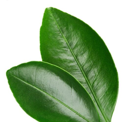INFUSION DE FEUILLES D'ORANGER