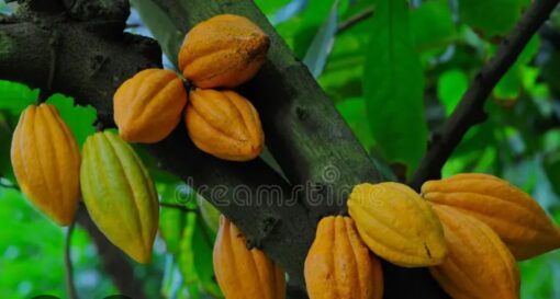 BEURRE DE CACAO – Image 2