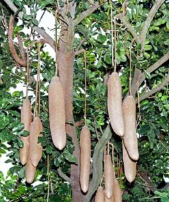 POUDRE DE KIGELIA
