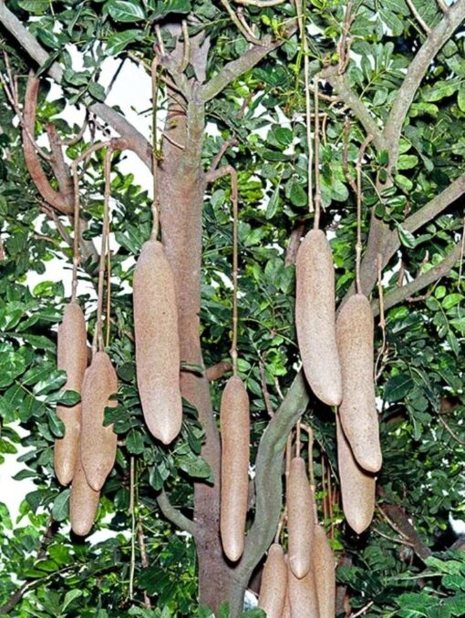 POUDRE DE KIGELIA