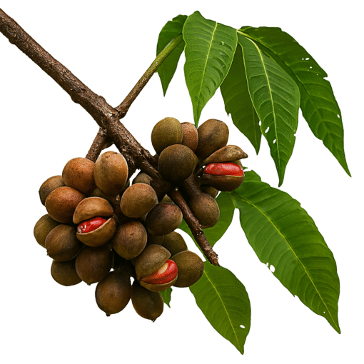 BEURRE VÉGÉTAL KOMBO