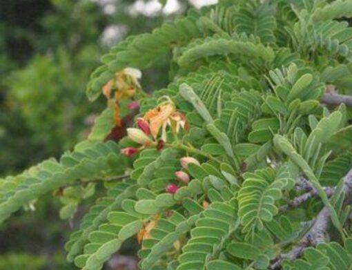 INFUSION DE FEUILLES DE TAMARINIER