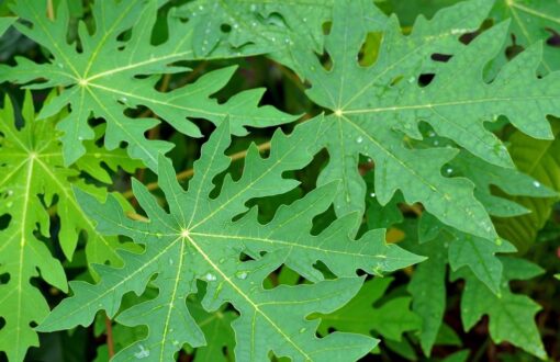 INFUSION DE FEUILLES DE PAPAYER