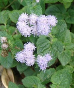 ROI DES HERBES