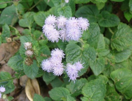 ROI DES HERBES