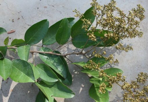 FEUILLES DU SOLOM ( TAMARINIER NOIR) – Image 2