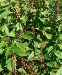 BASILIC AFRICAIN ( Amangninnin)