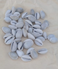 CAURIS AFRICAINS
