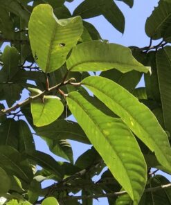FEUILLES DE PENTADESMA BUTYRACEA