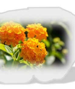 FEUILLES DE BULUKUTU ( LIPPIA MULTIFLORA )