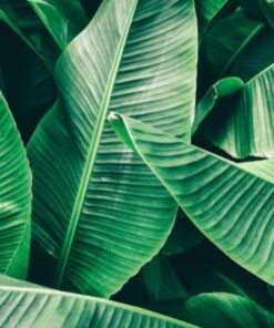 FEUILLES DE BANANIER SÉCHÉES