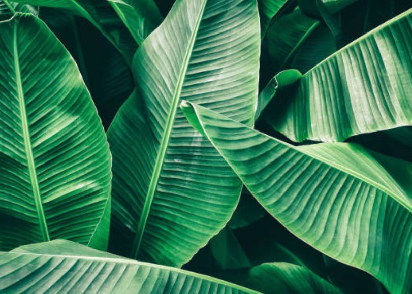 FEUILLES DE BANANIER SÉCHÉES