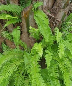 FOUGÈRE DE PALMIER (VERSION SPIRITUELLE)