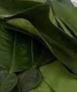 INFUSION DE FEUILLES DE CITRONNIER