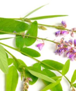 FEUILLES DE DESMODIUM